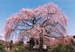 昌建寺のしだれ桜　泉崎村